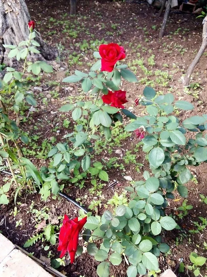Il Giardino Di Hyccara Villa Carini Holiday home